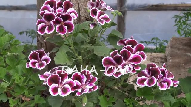 КРАСИВАЯ ПЕТУНИЯ