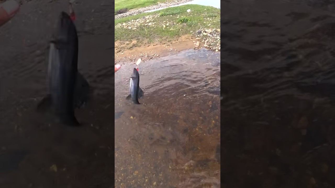 У РУЧЬЯ НЕТ ДНА!      #shorts  #fishing #рыбалка #nature #природа #рыбалка2024