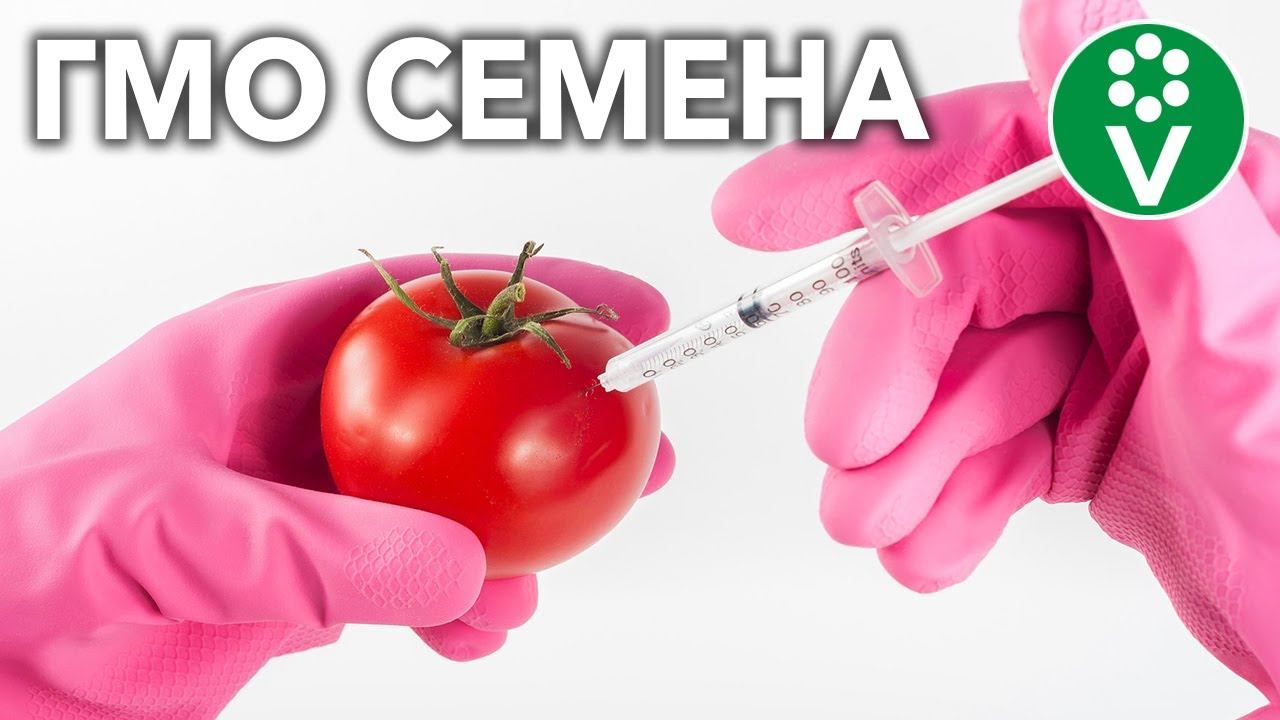 ВАС ОБМАНЫВАЮТ КАЖДЫЙ ДЕНЬ: правда о ГМО семенах и гибридах F1