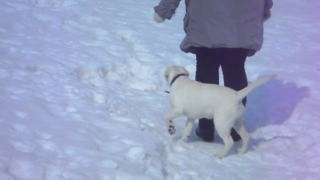 рядом без поводка