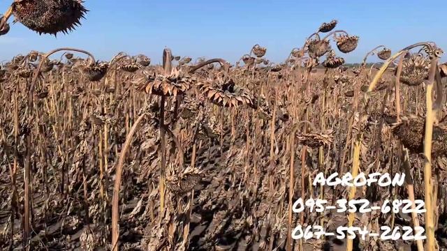 Семена  ?НС Таурус