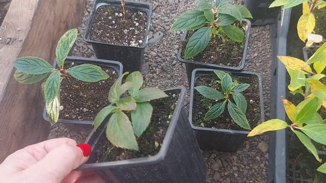 Baf7244eec1b8f7811eeb921dd97a8e0