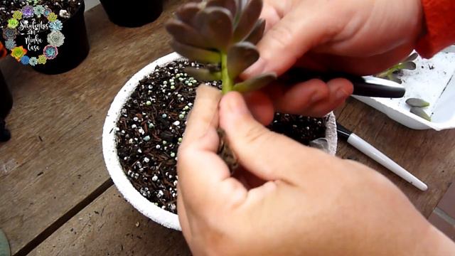 Minha Caixinha Da Felicidade Chegou - Comprei Do Pé De Flor Suculentas - Xgraptosedum Adria Bubbalo