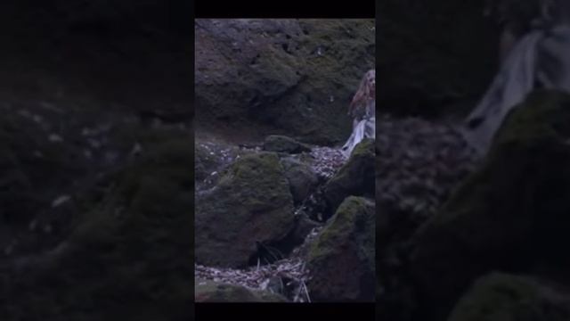 Страшные сказки