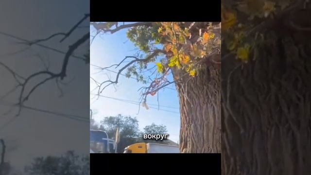 Путешествие LIFEforWOOD по Астраханской области часть4