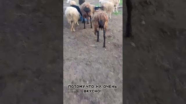 Отзыв от Елены из Перми и организации «Исток» #аскор#премиксы #лимисол