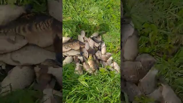 рыбалка на Курских прудах