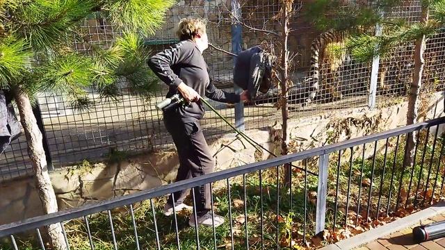 Усыпление тигра в клетке