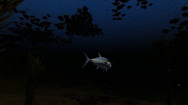 Tuna Fish (Animal Series)