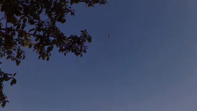 RC Heli Esky Big Lama  | Модель вертолета (соосная схема)