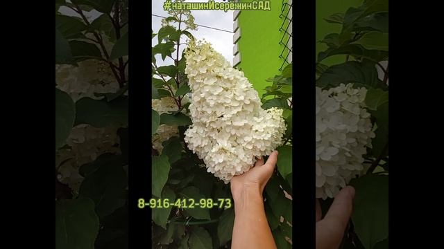 СТРОУБЕРРИ БЛОССОМ к бронированию на весну 24г. #наташинисерёжинсад