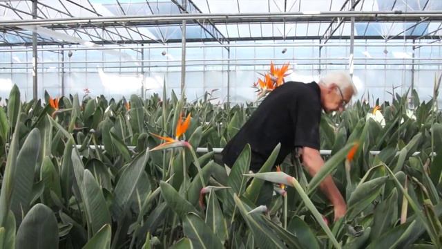 Holland Strelitzia Film Duits