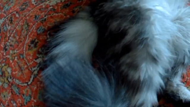 КАК БАЛДЕТЬ ВО СНЕ?  КОТ В РАДОСТИ.