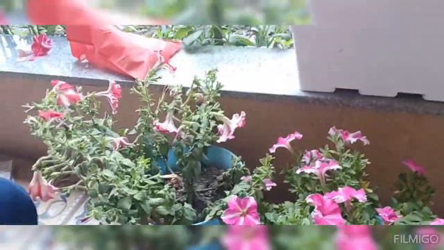 Collection Of #seeds Of #petunia.