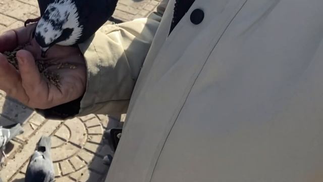 Монголия. Улан Батор. Дикие ручные голуби.