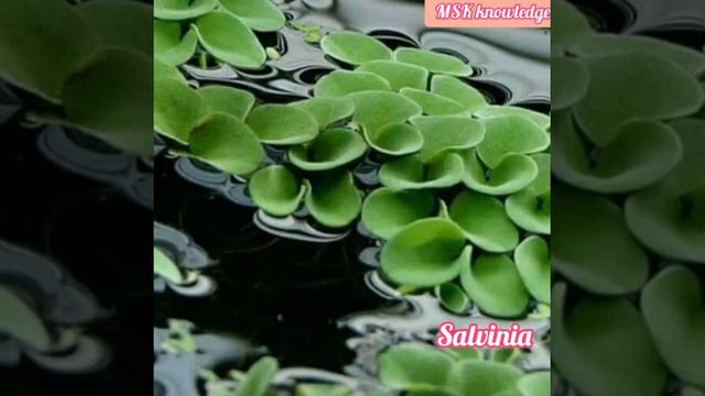 #horsetail#fern#pteridophytes#selaginella#salvinia#msk#biology