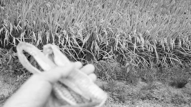 Irish Wolfhound I'm Not Afraid Of That!