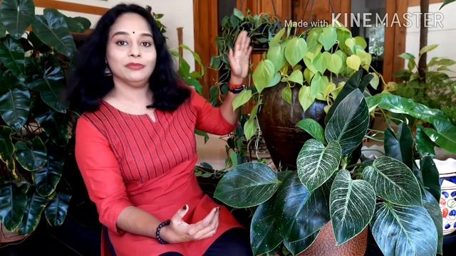 Philodendron Plant Propagation And Caring Tips / My Philodendron Collection / Indoor Plants 🥰