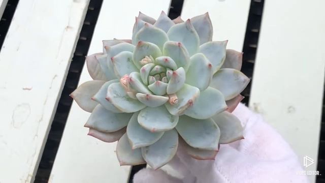 Echeveria Blue Bird
