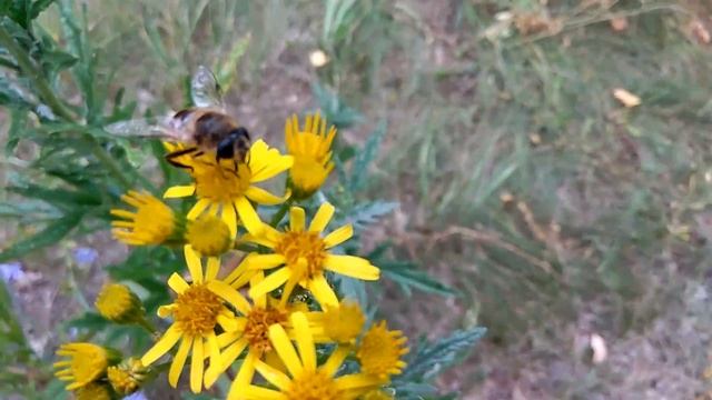 Тест камеры хiaomi Redmi Note 3 Pro