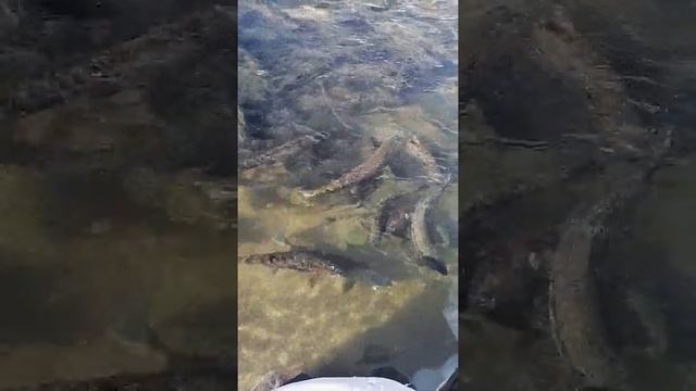 Кета(лосось) идёт на нерест