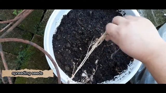 How To Sow Lettuce From Seeds On A Used Potting Mix