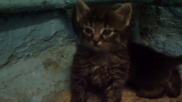 0f5e9b6d275d61277bd10cb8bf2c3e39