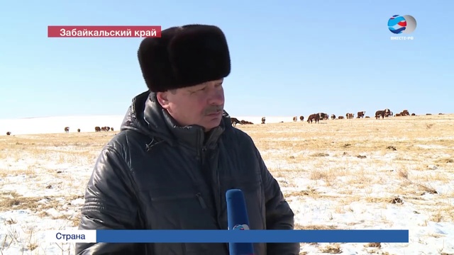 Ящур в Забайкальском крае