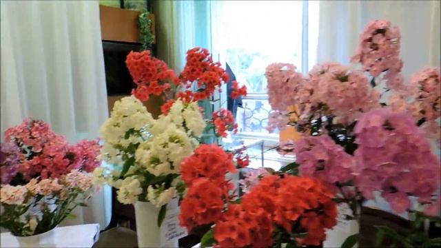Выставка флоксов 2-3.08.2016,    Www.sectionphloxes.ru