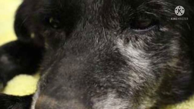 Собаку из приюта хотели усыпить, ее били и вообще не кормили