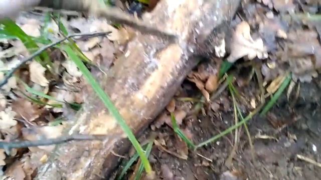 Колчан стрел или коп перед днём рождения - Quiver Of Arrows Or Cops Before Their Birthday