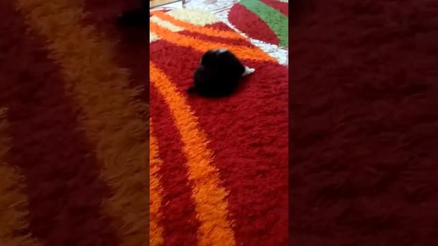 Русская европейская лайка