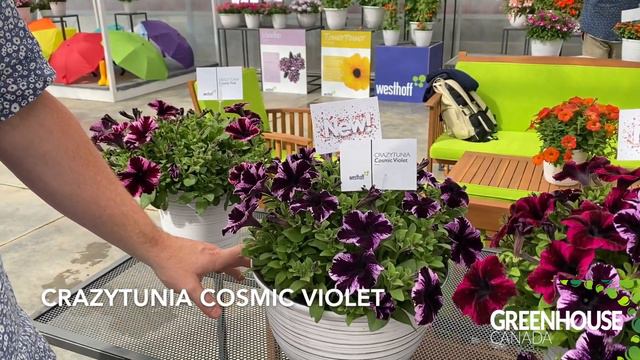 CAST 2023: Crazytunia Cosmic Violet