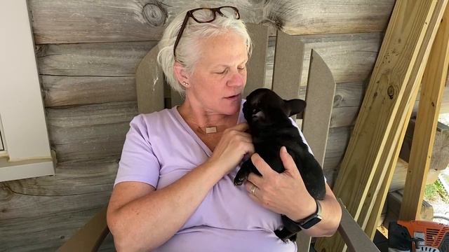 Kaigan Kennels French Bulldogs 6-2021 Lenard Girl Pink