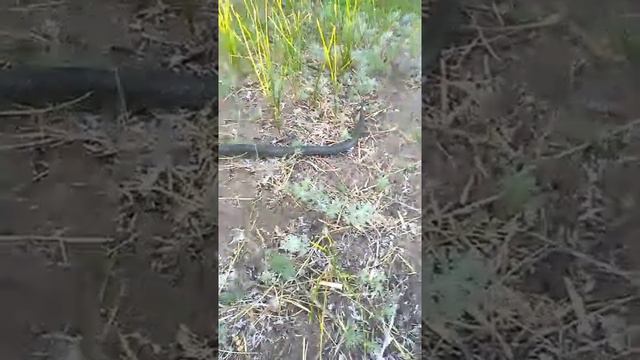 Обыкновенный уж случайная встреча