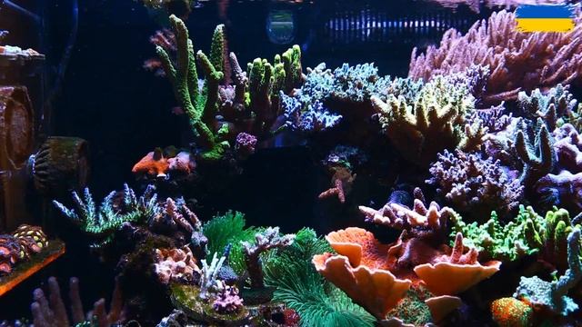 100 G Reef Tank | November, 2022 |  декорации для морского аквариума | срк | кораллы