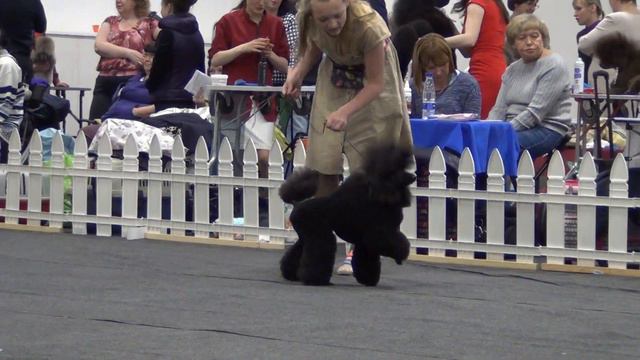 00078XXIII Национальная выставка пуделей 28.05.2017 --Блэк Доминанта Бристоль