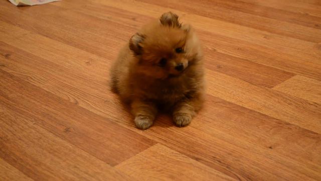 Немецкий шпиц Франсуаза ди ЛяМур