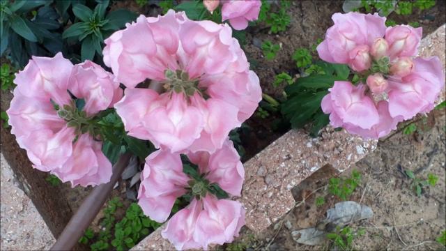 #Ашдод.#Израиль.#Олеандр,#жакаранда,#цикламены.