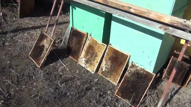 первый  облет а пчелы уже в работе несут мед (стимуляция яйцо кладки матки)