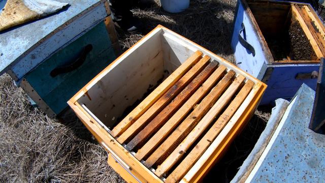 ФОРМИРОВАНИЕ ПЧЕЛ ВЕСНОЙ!!! ЧЕМ ЛЕЧИТЬ ОТ КЛЕЩА! ПОДКОРМКА НАТУРАЛЬНЫМ, СВОИМ МЕДОМ!!!!