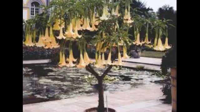 Kamalarabin - Floripondio