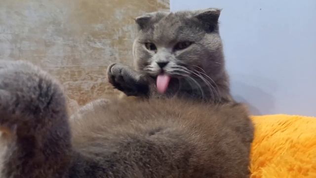 118492ccf1dc7c810ff139b549139056