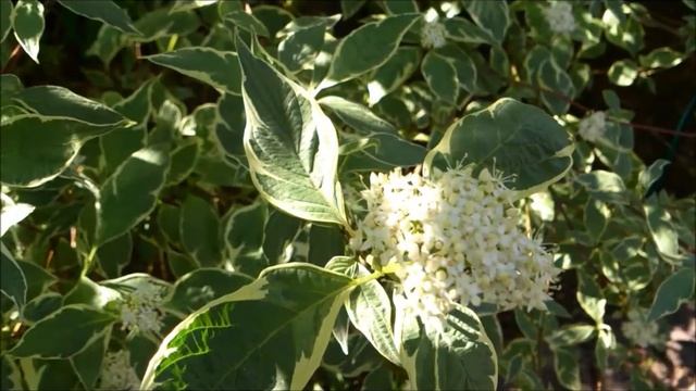 Декоративные кустарники. Дёрен.