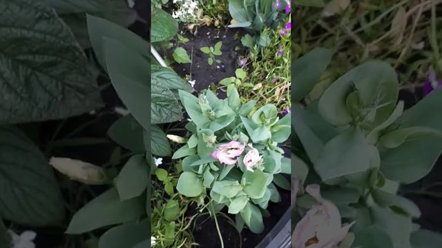 Эустома наконец зацвела!