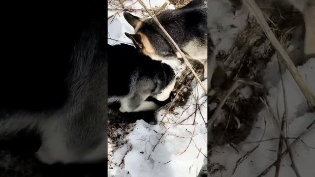 Собаки обнаруживают что-то странное подо льдом 🐕🐕😯😱