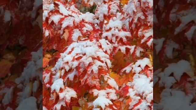 Экспрессивные Стихи и Вибрации