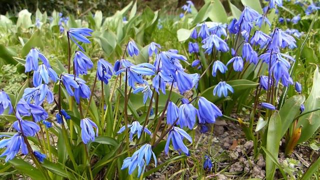 Цветы ранней Весны!!  606  HD