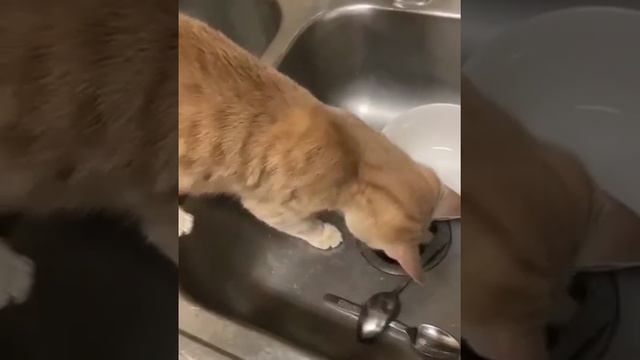 Мой кот в 3 часа ночи