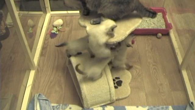 Funny Thai Kittens Learn To Fly / Тайские котята учатся летать.